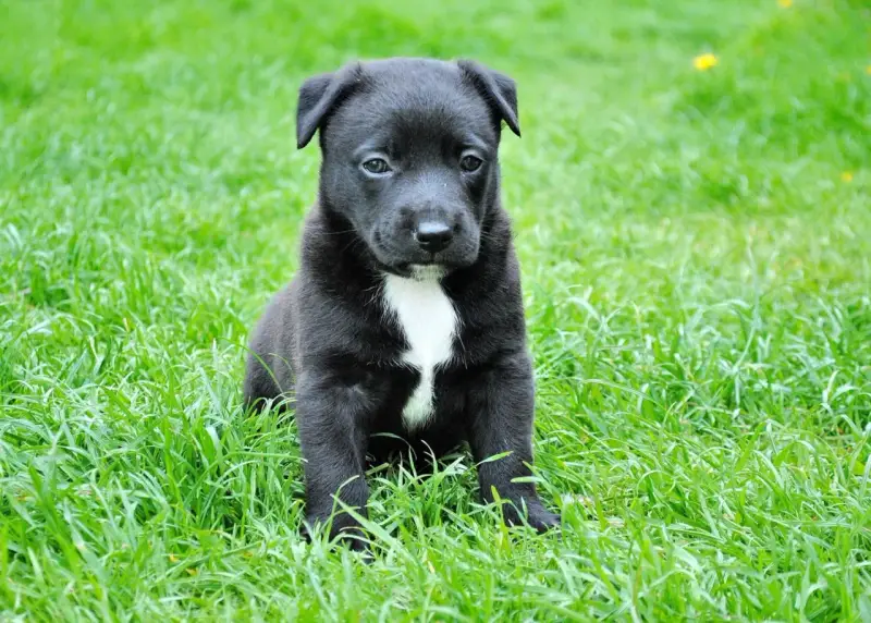 Czarny szczeniak z białą plamką na piersi siedzi na trawie. Wygląda na lekko smutnego, jakby miał puppy blues.