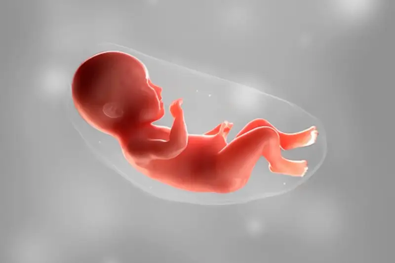 Ein Baby in 36 ssw, bereit für die Welt. Es liegt in der Fruchtblase, die Arme und Beine leicht angewinkelt.