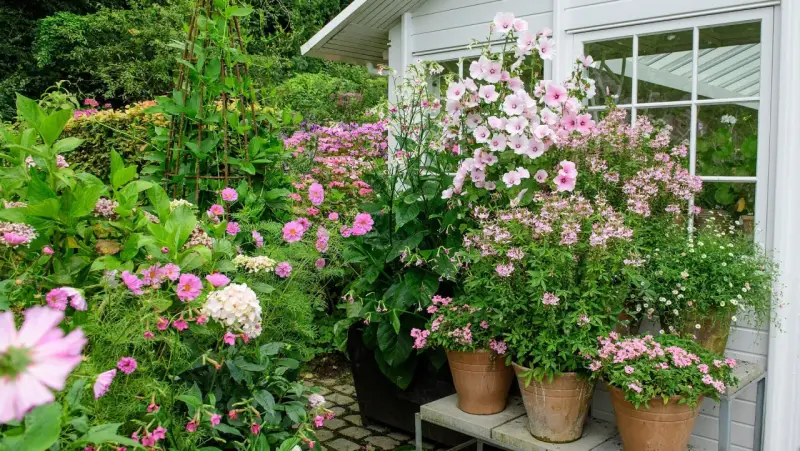 En lummig trädgård med många rosa blommor i krukor och rabatter. En stor blomstermorot i kruka dominerar vid ett vitt växthus.