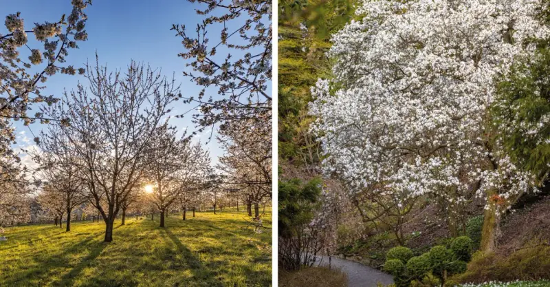 Arboretum Wojsławice kwitnie wiosną. Warto jechać, by zobaczyć kwitnące drzewa owocowe i magnolie w pełnej krasie.