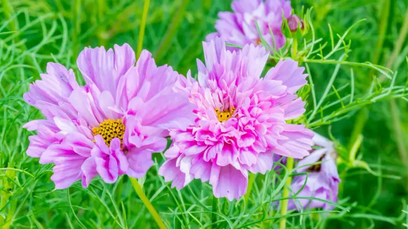 Zwei zarte, rosafarbene Cosmea-Blüten mit gelben Zentren, umgeben von feinem grünen Laub. Diese Cosmea ist winterhart und trotzt der Kälte.