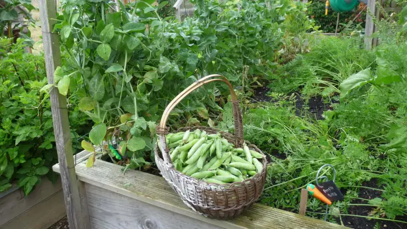 Un panier débordant de petits pois frais, prêt pour la récolte. Une belle illustration de comment planter des petits pois pour un jardin productif.