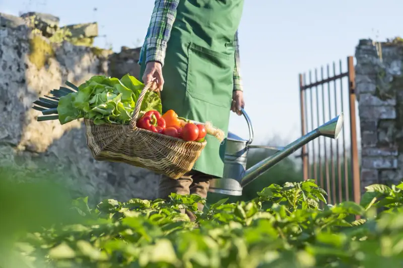 Un contadino porta un cesto di verdure fresche, tra cui lattuga e peperoni, e un annaffiatoio. La scena evoca la bellezza della raccolta di giugno.