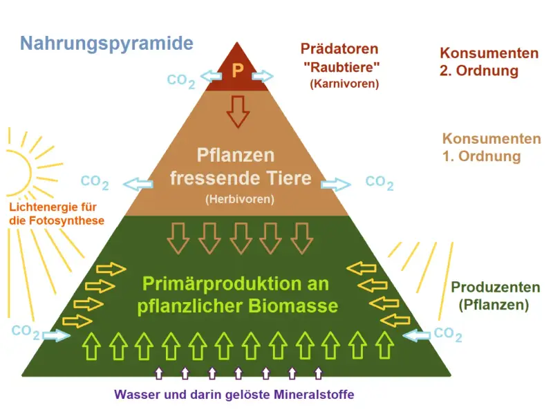 Nahrungspyramide zeigt die nahrungskette: Produzenten (Pflanzen) ernähren Pflanzenfresser (Herbivoren), die wiederum von Raubtieren (Karnivoren) gefressen werden.