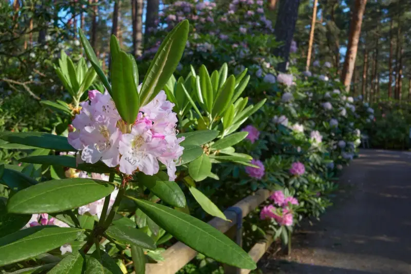 Delikatne różowe kwiaty rododendrona na tle lasu. Zastanawiasz się, co posadzić obok rododendrona? Warto wybrać rośliny o podobnych wymaganiach glebowych i świetlnych.
