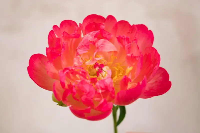 Peonía coral vibrante, símbolo de prosperidad y romance. Su exuberante belleza evoca el peonias significado de buena fortuna y felicidad.