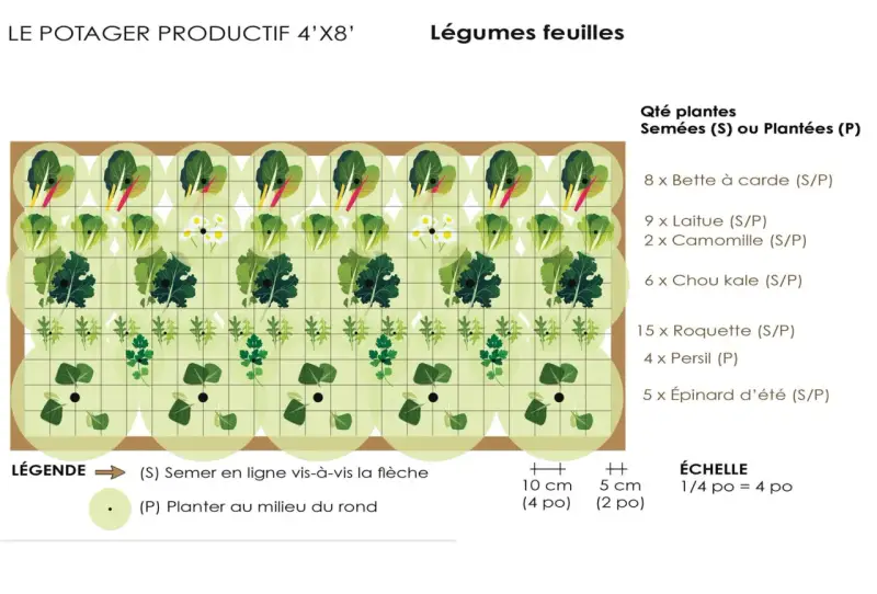 Plan d'un potager de légumes feuilles pour le semis de printemps : laitues, épinards, roquette, persil, chou kale, bette à carde et camomille.