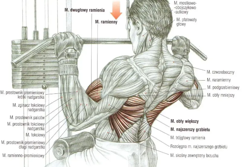 Anatomia mięśni podczas ściągania drążka do klatki. Widoczne mięśnie ramion, pleców i klatki piersiowej.