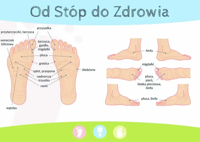 Schemat stóp z punktami do akupresury. Pokazuje punkty odpowiadające narządom: płuca, nerki, wątroba, migdałki.
