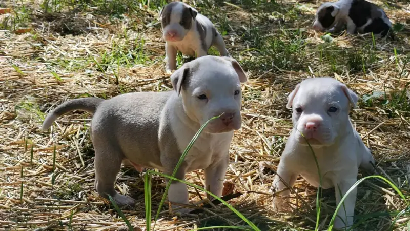 Quatre adorables chiots Staffordshire Bull Terrier explorent l'herbe sèche.