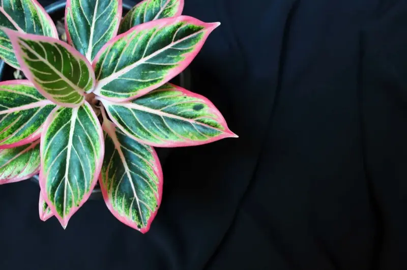 Aglaonema odmiany o liściach zielonych z różowymi obrzeżami i jasnymi żyłkami, na tle czarnego materiału.