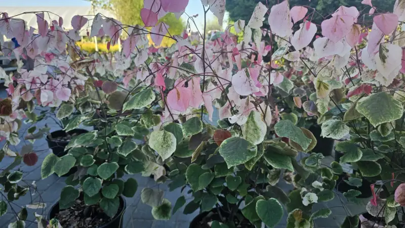 Krzewy judaszowca odmiany 'Variegata' zachwycają liśćmi w odcieniach zieleni, bieli i różu.
