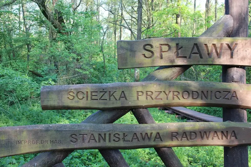 Drewniany drogowskaz "Ścieżka przyrodnicza Spławy" w lesie.