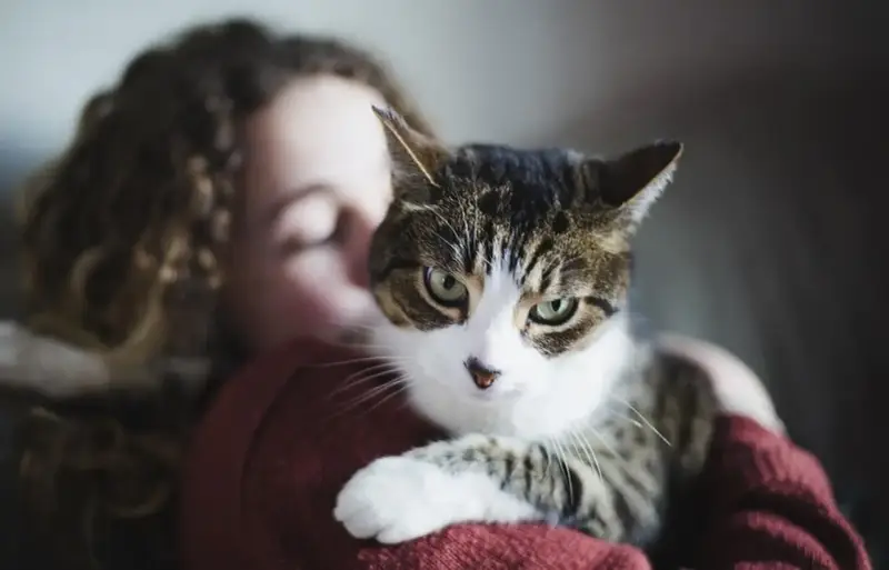 Kot w ramionach dziewczyny, czułe chwile felinoterapii.