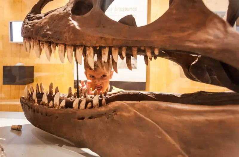 Niño asomándose por la boca de un esqueleto de dinosaurio, una idea genial para saber qué ver en Logroño con niños y vivir una aventura jurásica.