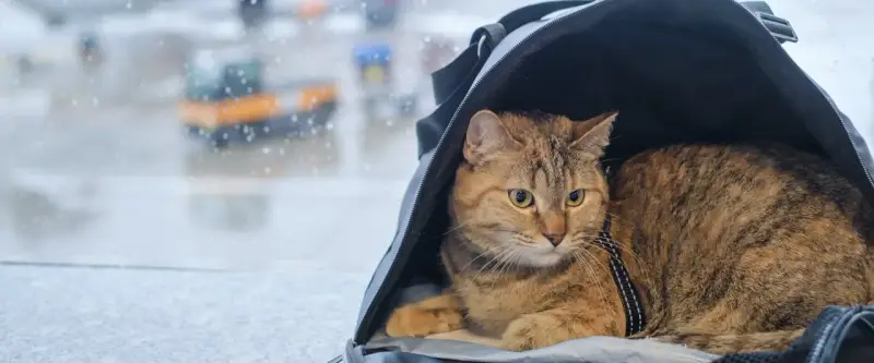 Kot w transporterze czeka na podróż. W tle widać lotnisko, a deszcz pada na szybę. To jego paszport dla kota na nowe przygody.