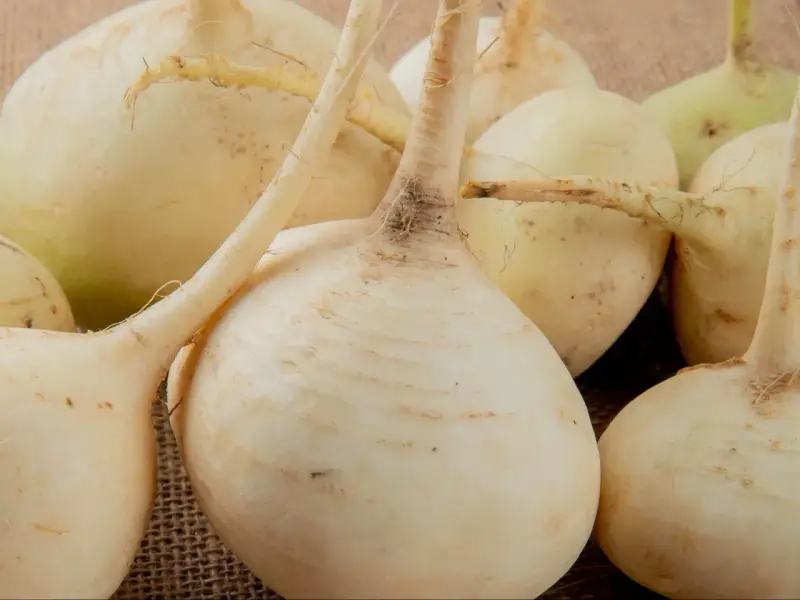 Grupka świeżych, białych rzep na płóciennym tle. Korzenie i łodyżki dodają im naturalnego uroku.