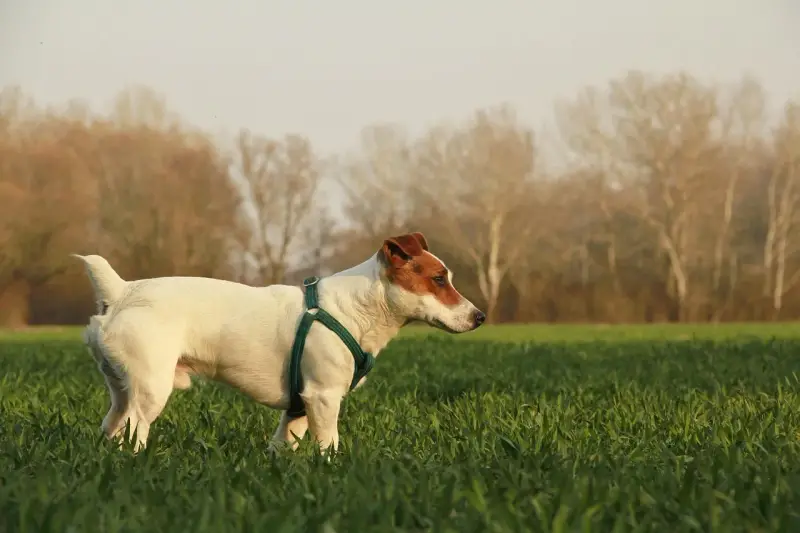 Jack Russell terrier gładkowłosy w zielonej obroży w polu, z drzewami w tle.