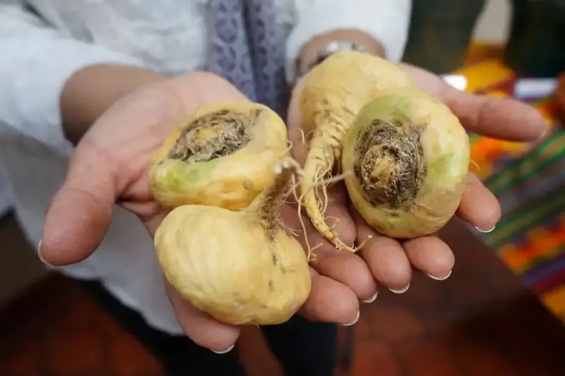 Mains tenant des racines de maca jaunâtres, certaines montrant des signes de pourriture. Le danger de la maca réside dans sa conservation.