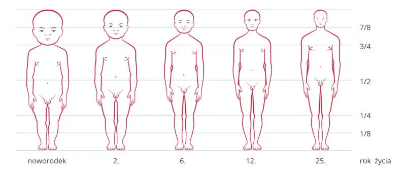 Ilustracja pokazuje rozwój sylwetki od noworodka do 25. roku życia, ukazując, kiedy dziecko rośnie najszybciej.