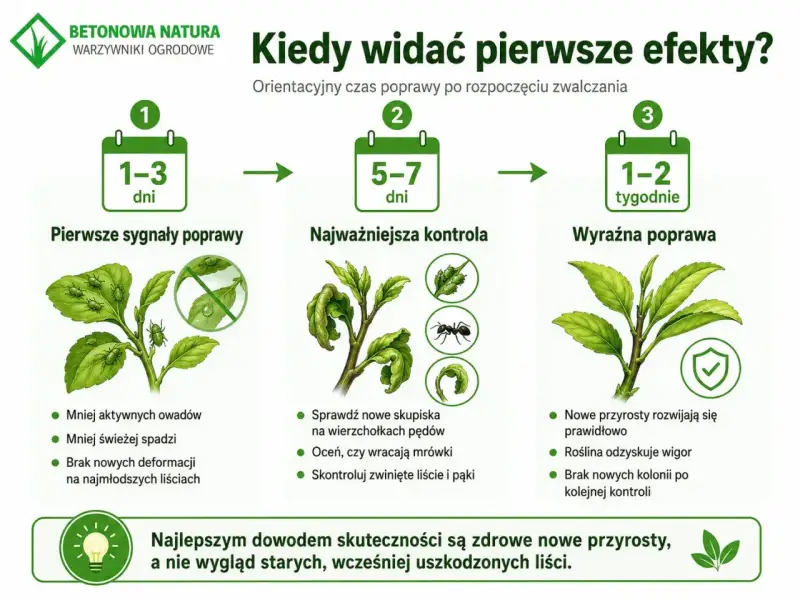 Grafika pokazuje, jak najskuteczniejszy preparat na mszyce działa w czasie: pierwsze sygnały poprawy po 1-3 dniach, kontrola po 5-7 dniach, a wyraźna poprawa po 1-2 tygodniach.