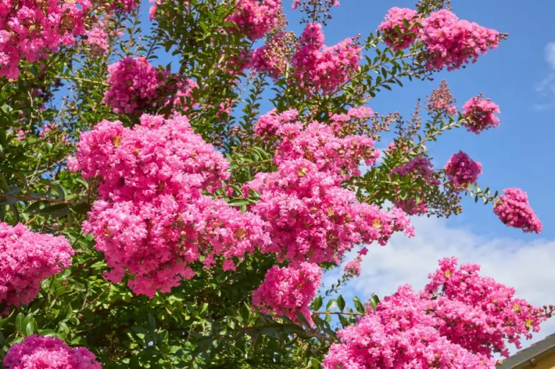 Krzew lagerstroemia w pełnym rozkwicie, z bujnymi, różowymi kwiatostanami na tle błękitnego nieba.