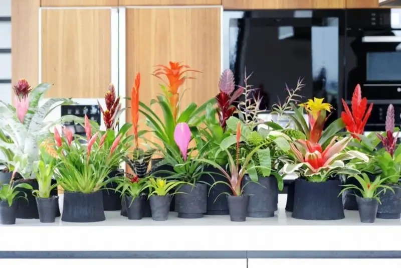 Rząd doniczek z najpiękniejszymi kwiatami egzotycznymi: bromeliami w odcieniach czerwieni, różu, pomarańczy i żółci.
