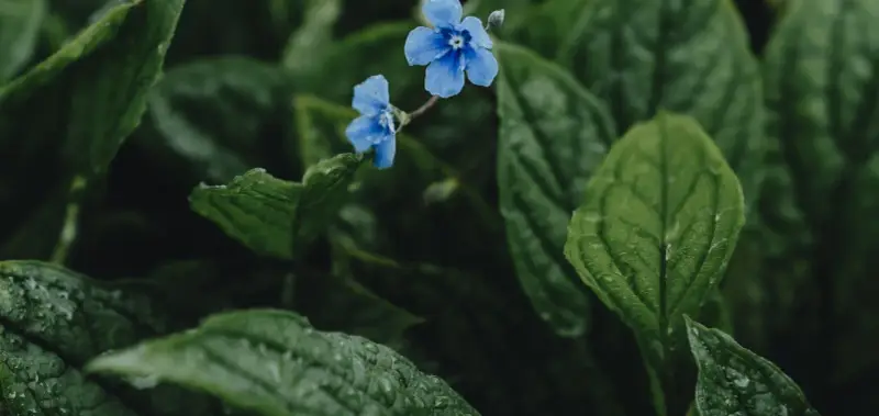 Två små, blå blommor lyser upp den mörka, gröna bakgrunden av bladverk. En vacker blå blomma perenn som ser ut att ha fått en dusch av regn.
