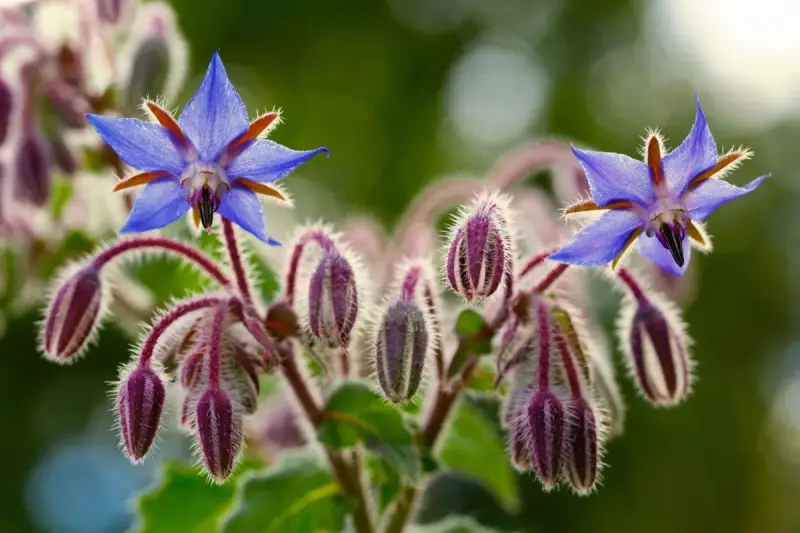 Fleurs bleues étoilées de bourrache, entourées de bourgeons velus pourpre. Le purin de bourrache est un excellent engrais naturel.
