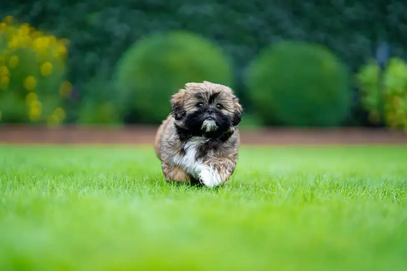 Shih tzu szczeniak: Wychowanie, pielęgnacja i zdrowie. Kompletny poradnik