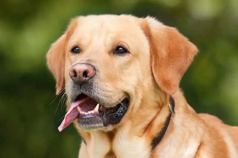 En glad labrador, en av de mest populära stora hundraserna, med tungan ute och blicken fäst på något spännande.