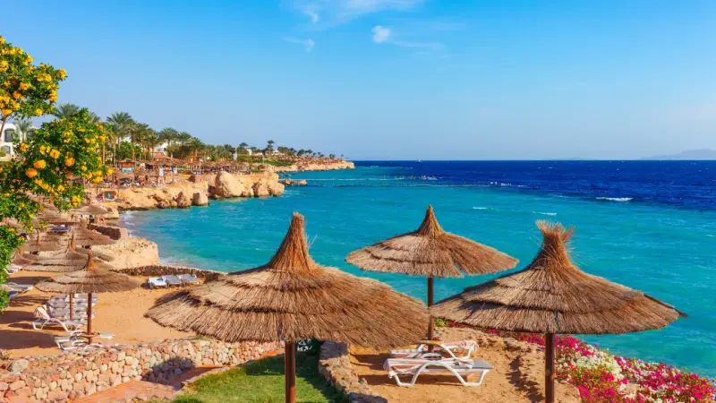 Piękna plaża w Sharm El Sheikh z turkusową wodą i palmami. Czy w Sharm el Sheikh jest bezpiecznie? Tak, to popularny kurort turystyczny.