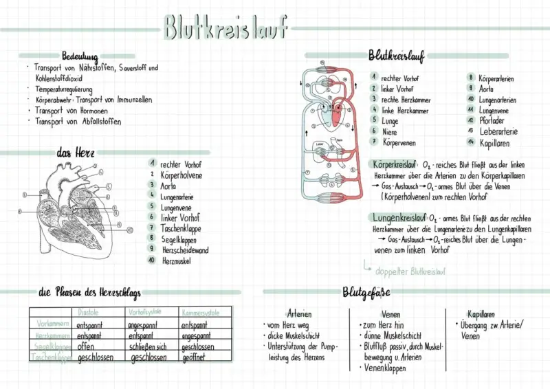 Umfassendes Unterrichtsmaterial für Biologie: Herz und Blutkreislauf