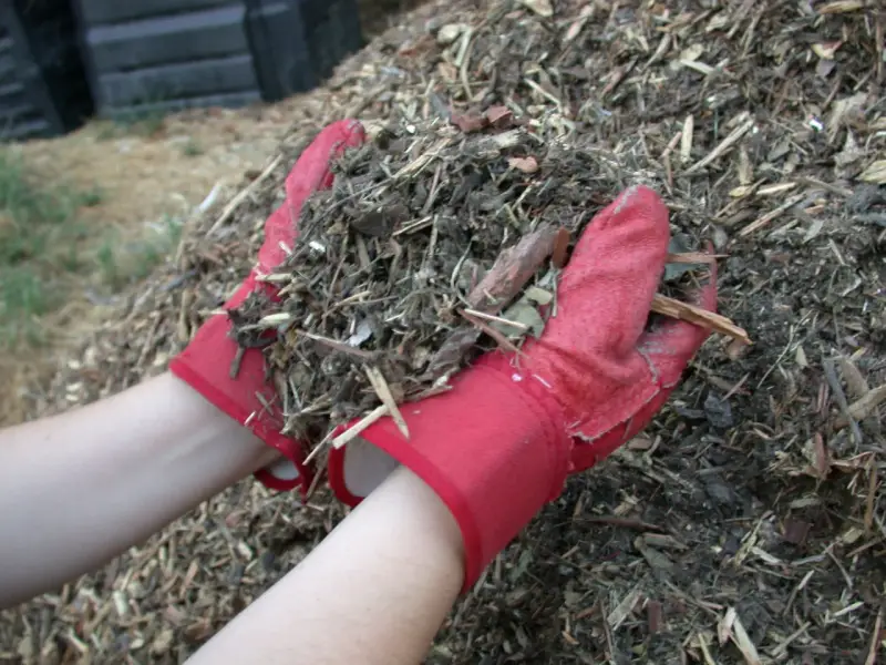 Ręce w czerwonych rękawiczkach trzymają garść materiału, który posłuży jako mulcz.