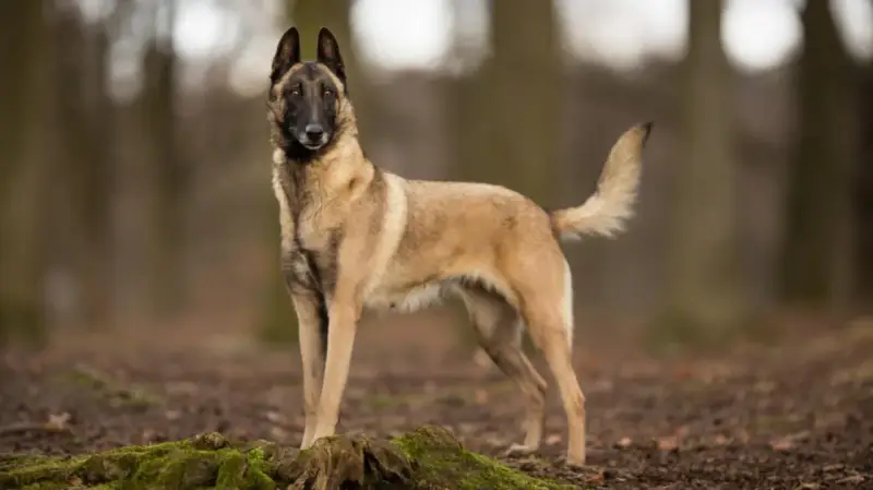 Un magnifique chien malinois, au pelage fauve et au masque noir, se tient fièrement dans une forêt automnale.