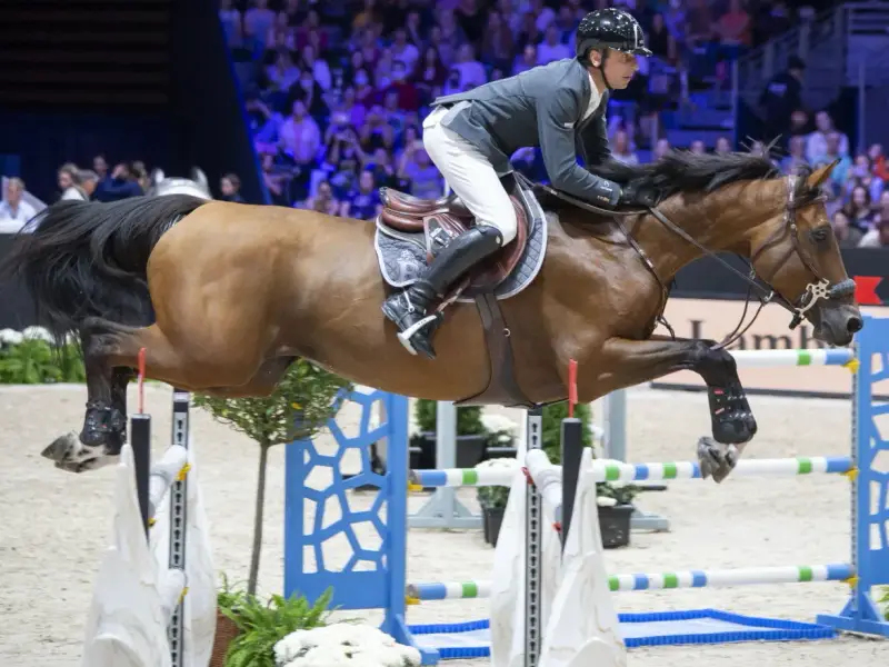 Cavalier et cheval brun en plein saut d'obstacles lors d'un événement CSI 5*.