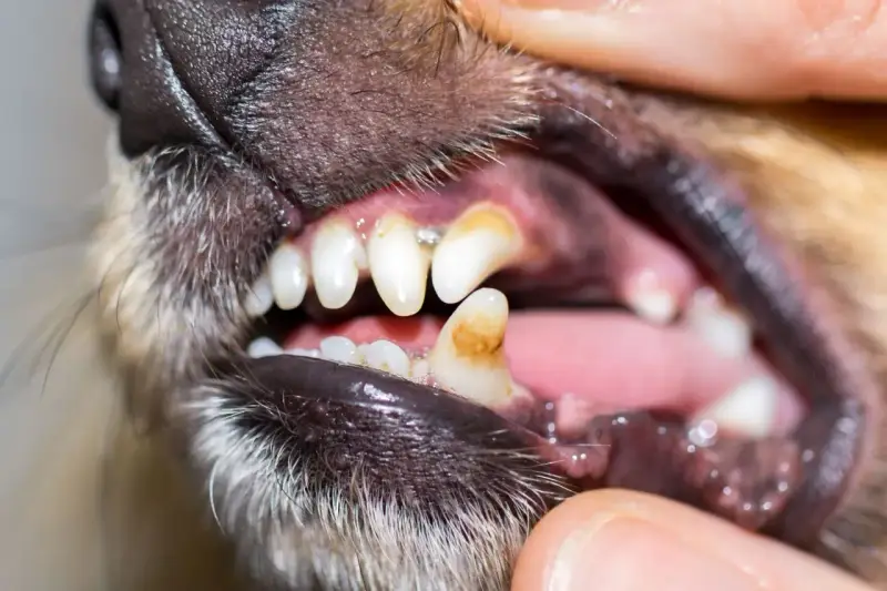 Dents jaunies et abîmées d'un chien, signe d'un danger potentiel pour sa santé, peut-être lié à des jouets comme un Benebone.