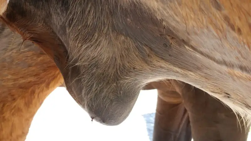 Gros plan sur le ventre d'un cheval, montrant un œdème abdominal. La peau est tendue et gonflée, signe d'une accumulation de liquide.