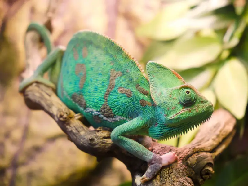 Zielony kameleon z brązowymi plamami siedzi na gałęzi. Zastanawiasz się, ile żyje kameleon? Ten osobnik wygląda na zdrowego i pełnego życia.
