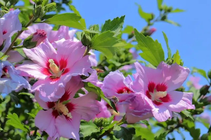 Różowe hibiskusy kwitną w pełnym słońcu. Pszczoły zbierają nektar z kwiatów, a zielone liście tworzą tło dla tego pięknego stanowiska.