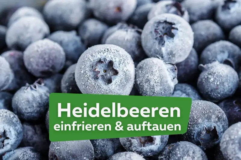 Nahaufnahme von gefrorenen Heidelbeeren, die zum Verarbeiten bereit sind. Der Text "Heidelbeeren einfrieren & auftauen" ist auf einem grünen Feld sichtbar.
