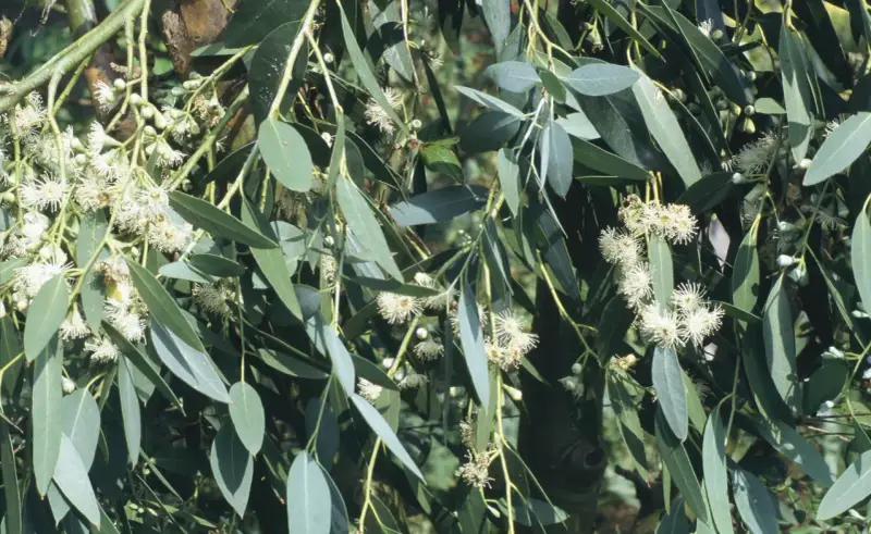 Eukalyptus vermehren: zarte weiße Blüten und lange, graugrüne Blätter an einem Ast.