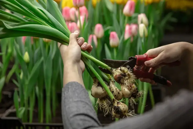 Ręce przycinają cebulki tulipanów, przygotowując je do sadzenia. W tle kwitnące różowe i żółte tulipany. Idealny czas, kiedy sadzić tulipany, to jesień.