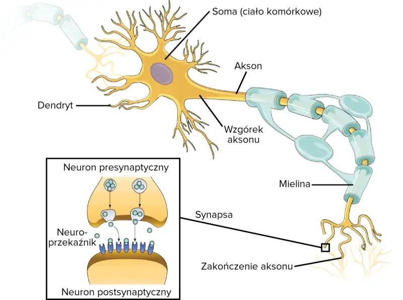 Schemat budowy neuronów: dendryty, soma, akson z osłonką mielinową, zakończenie aksonu i synapsa z neuroprzekaźnikami.