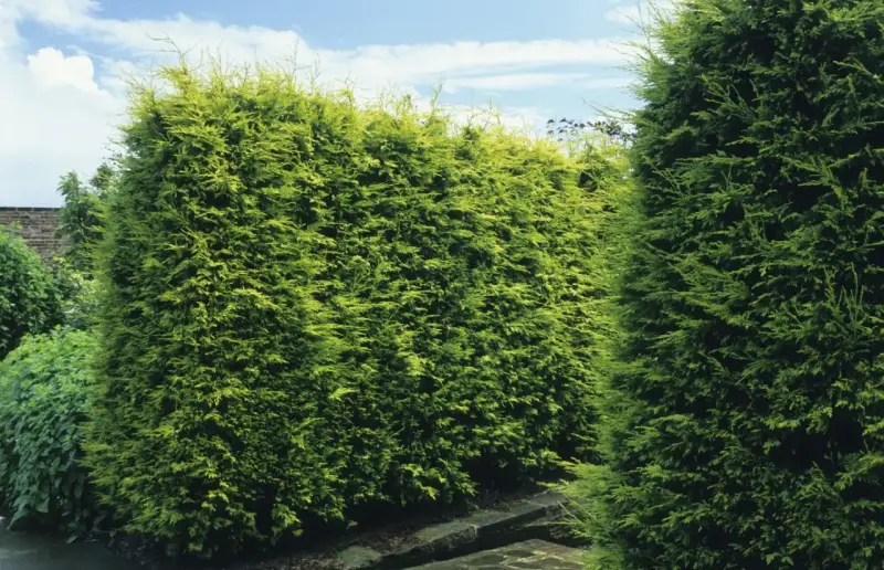 Gęsty, zielony cyprys na żywopłot tworzy naturalną barierę w ogrodzie.