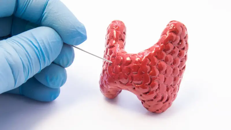 Ręka w niebieskiej rękawiczce wykonuje biopsję tarczycy, pobierając próbkę z czerwonego modelu gruczołu.