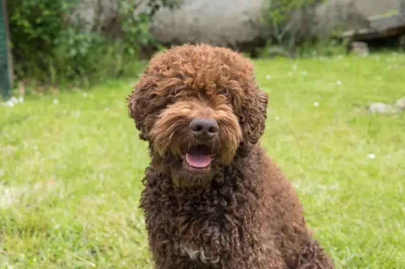 En glad, lockig brun hund, en perfekt allergifri hund, sitter i gräset och flämtar.