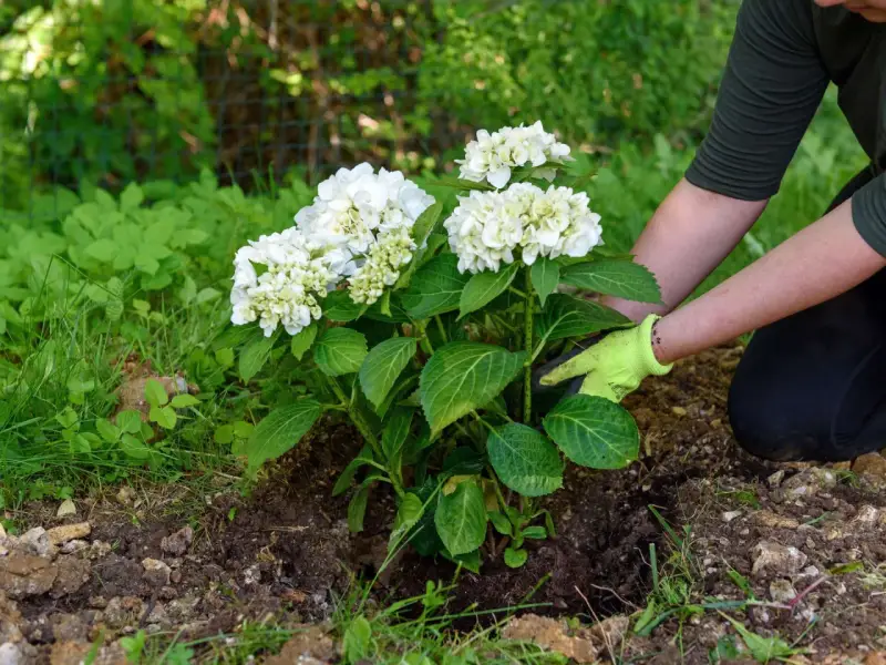 Gärtnerin mit Handschuhen setzt eine blühende weiße Hortensie in die Erde. Das Umpflanzen der Hortensien gelingt gut.