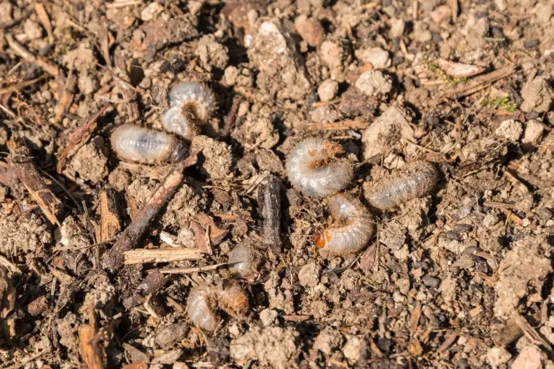 Plusieurs larves de hanneton, blanches et recourbées, se faufilent dans la terre meuble, parmi des débris végétaux.