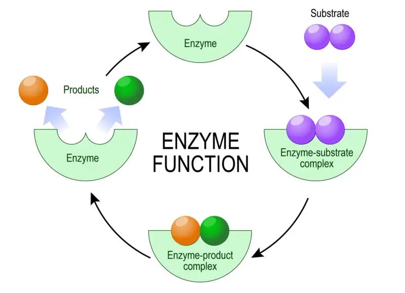 Cykl działania enzymów: substrat łączy się z enzymem, tworząc kompleks enzym-substrat, a następnie powstają produkty.